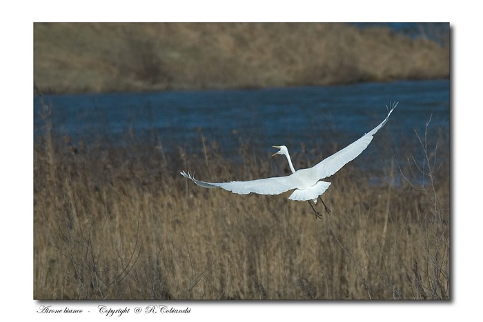 Airone bianco maggiore - Casmerodius albus